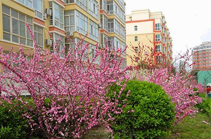 怡景华庭实景图